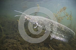 Underwater photo of The Catfish Silurus Glanis photo