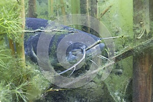 Underwater photo of The Catfish Silurus Glanis photo