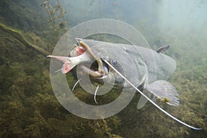 Underwater photo of The Catfish Silurus Glanis. European Catfish attack. photo