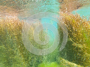 Underwater photo of clear water in river Drini, Albania