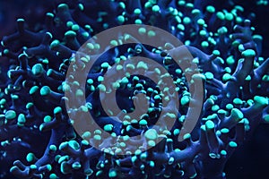 Underwater photo, close up of blue coral emiting fluorescent light in dark. Abstract marine background.