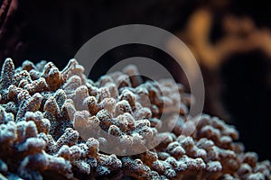 Underwater photo, close up of coral, Pocillopora species, emitting fluorescent light. Abstract marine background