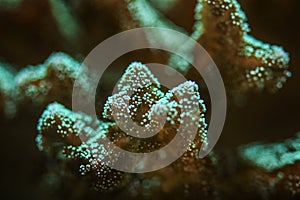 Underwater photo, close up of green coral emiting fluorescent under UV light. Abstract marine background