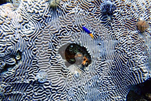 An underwater photo of a Cocoa Damselfish