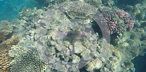 Underwater photo of coral and a brightly coloured bridled parrot fish