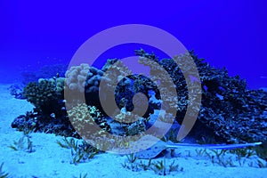 Underwater photo coral reef