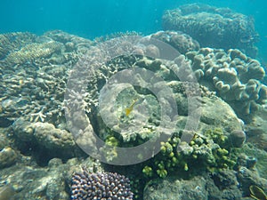 Underwater photo of coral and a silver and yellow fish