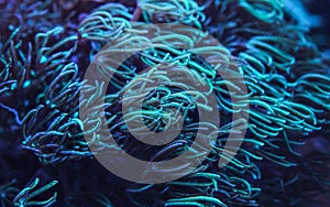 Underwater photo - coral with tentacles emitting blue under UV light, beautiful abstract marine organic background