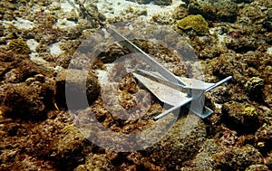 Underwater photo of an Danforth anchor