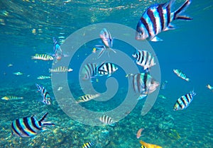 Underwater photo with dascillus tropical fish in blue water. Exotic lagoon with ocean life.