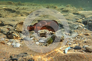 Underwater photo, discarded small beer bottle on sea floor. Ocean littering concept