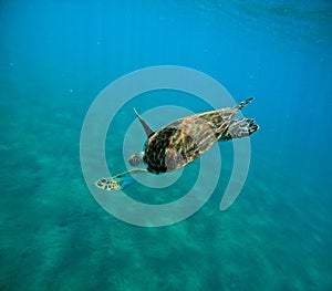 underwater photo of diving hawksbill sea turtle , Eretmochelys imbricata