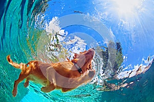Underwater photo of dog swimming in outdoor pool