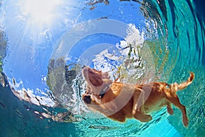 Underwater photo of dog swimming in outdoor pool