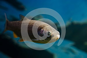 Underwater photo of an European chub fish