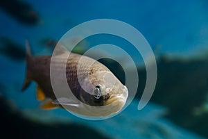 Underwater photo of an European chub fish