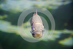 Underwater photo of an European chub fish