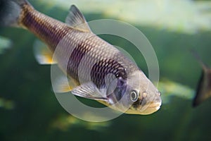 Underwater photo of an European chub fish