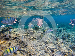 Underwater photo of flock of Indo-Pacific sergeant