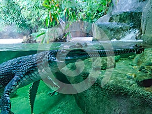 Underwater photo of green crocodile with green eyes. His head is above water and his body is under water