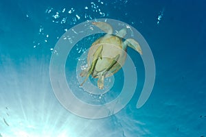 Underwater photo of a green sea turtle chelonia mydas with sha