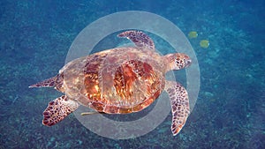 Underwater photo of green sea turtle slowly swimming on scuba diving or snorkeling among tropical coral reef. Wild sea