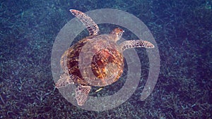 Underwater photo of green sea turtle slowly swimming on scuba diving or snorkeling among tropical coral reef. Wild sea