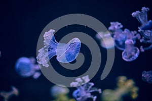 Underwater photo of a group of jellyfish jellyfish