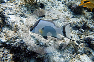 An underwater photo of a Hogfish