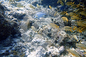 An underwater photo of a Hogfish