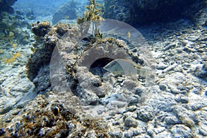 An underwater photo of a Hogfish