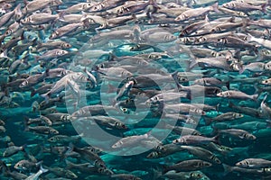 Underwater photo with lot of labrax fish photo