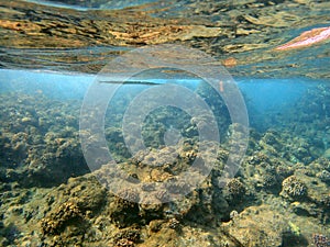 An underwater photo of a Needlefish