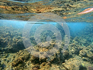 An underwater photo of a Needlefish photo