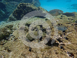 Fish swimming among the rock reef in the ocean photo