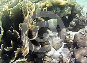 Underwater photo of pale corals with fish at the Maldives