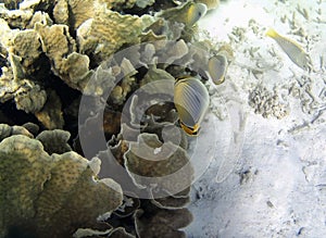 Underwater photo of pale corals with fish at the Maldives