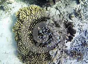 Underwater photo of pale corals with fish at the Maldives