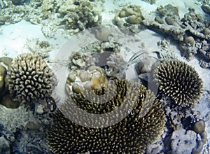 Underwater photo of pale corals with fish at the Maldives