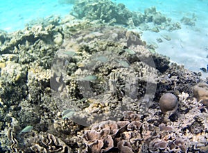 Underwater photo of pale corals with fish at the Maldives