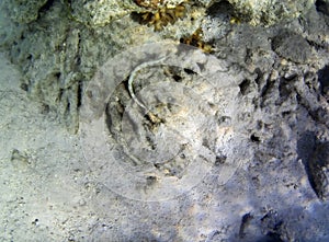 Underwater photo of pale corals with fish at the Maldives