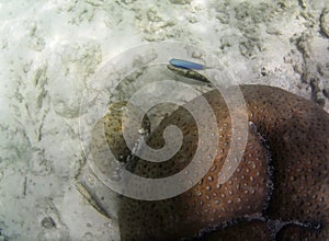 Underwater photo of pale corals with fish at the Maldives