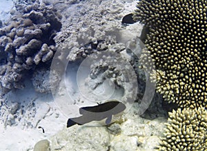 Underwater photo of pale corals with fish at the Maldives