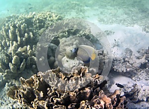 Underwater photo of pale corals with fish at the Maldives