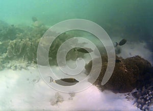 Underwater photo of pale corals with fish at the Maldives