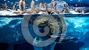 Underwater photo of penguin diving and swimming next to big iceberg in cold ocean