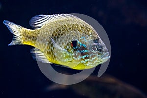 Underwater photo of a pumpkinseed fish in the dark