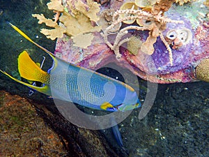 An underwater photo of a Queen Angelfish