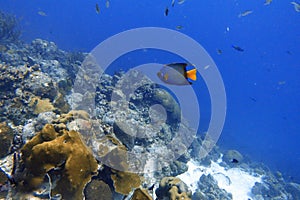 An underwater photo of a Queen Angelfish