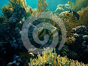 Underwater photo of Red Sea bannerfish in coral reefs